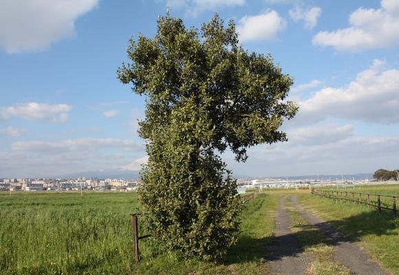 Albero da determinare