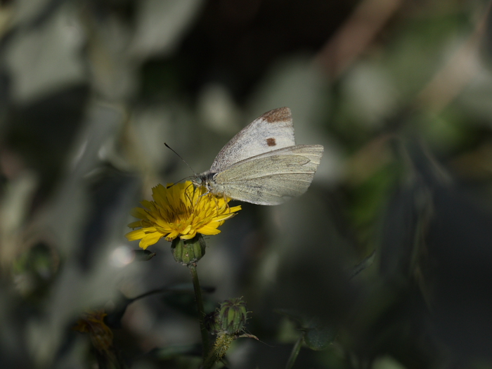 LEPIDOPTERA