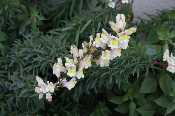 Antirrhinum siculum  / Bocca di leone sicilana