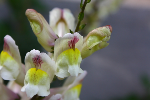 Antirrhinum siculum  / Bocca di leone sicilana