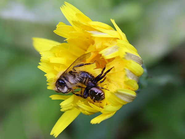 Synema globosum