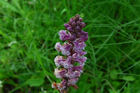 Orobanche cfr. crenata