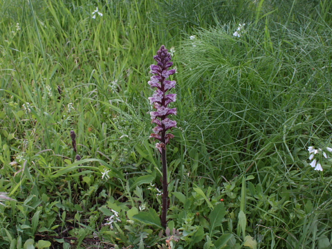 Orobanche cfr. crenata