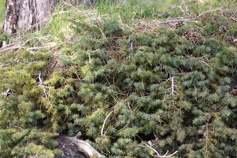 Juniperus communis / Ginepro comune
