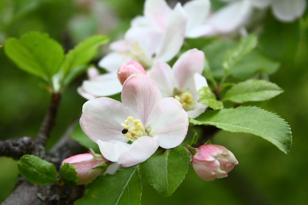 Malus sp.