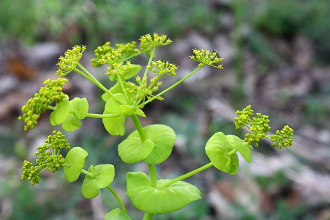 Smyrnium perfoliatum