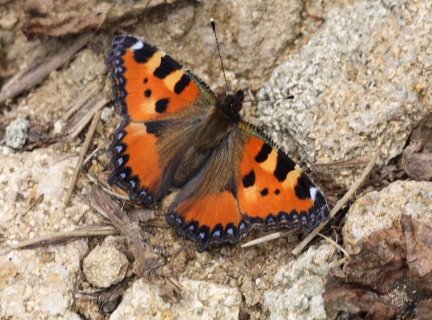 Da identificare - Aglais urticae