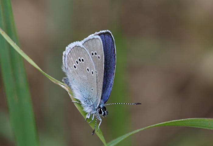 farfalla da identificare