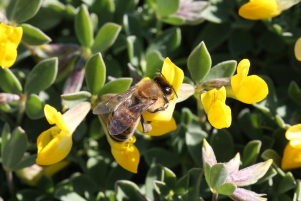 Apis mellifera