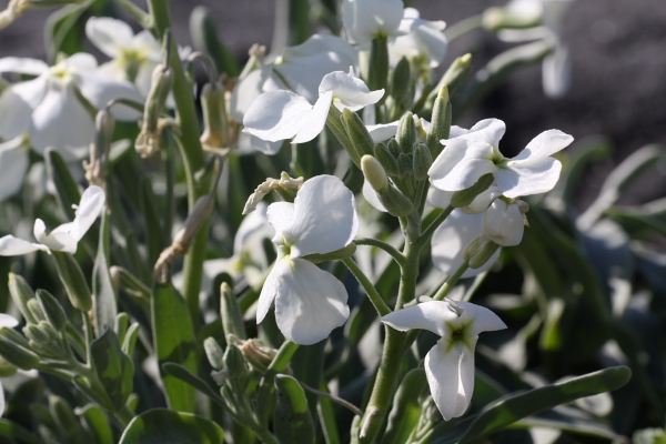 Matthiola incana subsp. incana / violaciocca