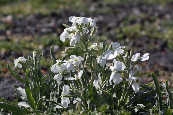 Matthiola incana subsp. incana / violaciocca