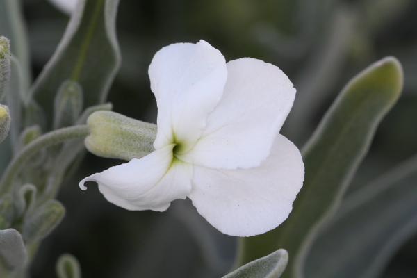 Matthiola incana subsp. incana / violaciocca