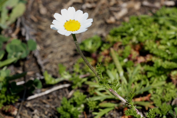 Anthemis sp.