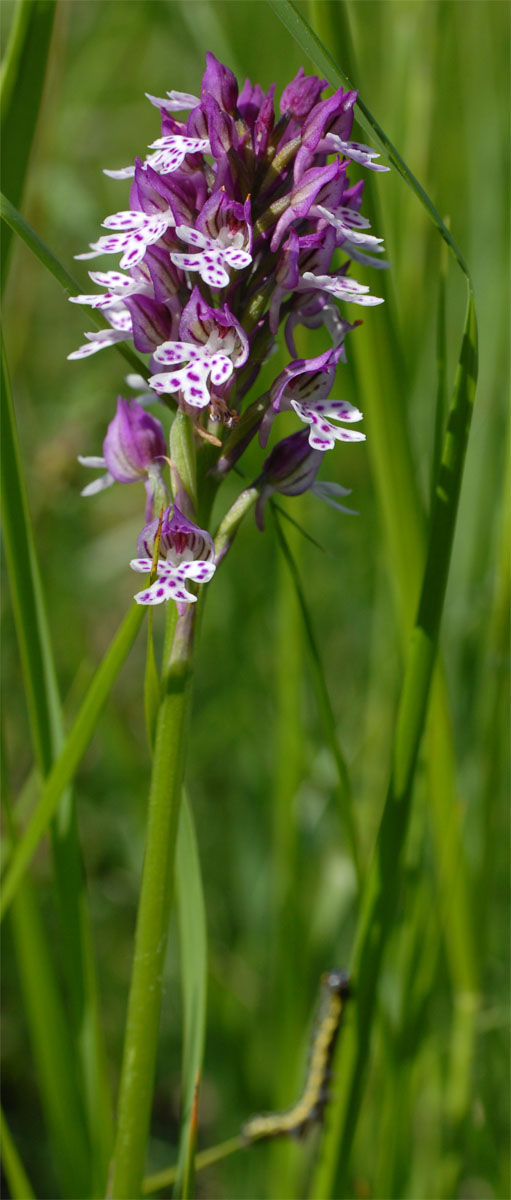 ibrido orchis ustulata-tridentata e devastazione ambientale