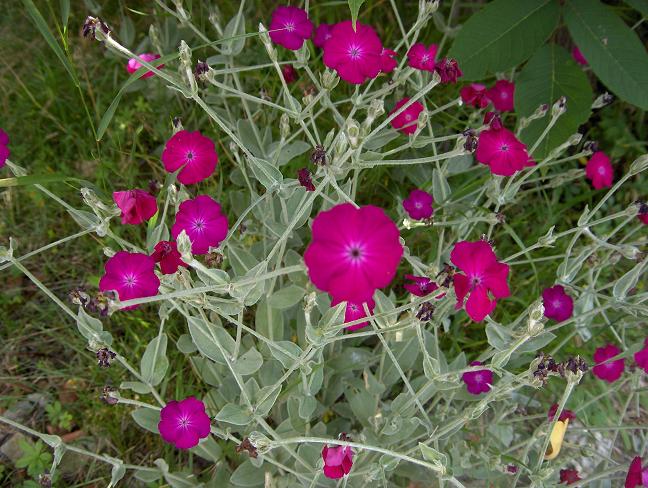 Silene coronaria