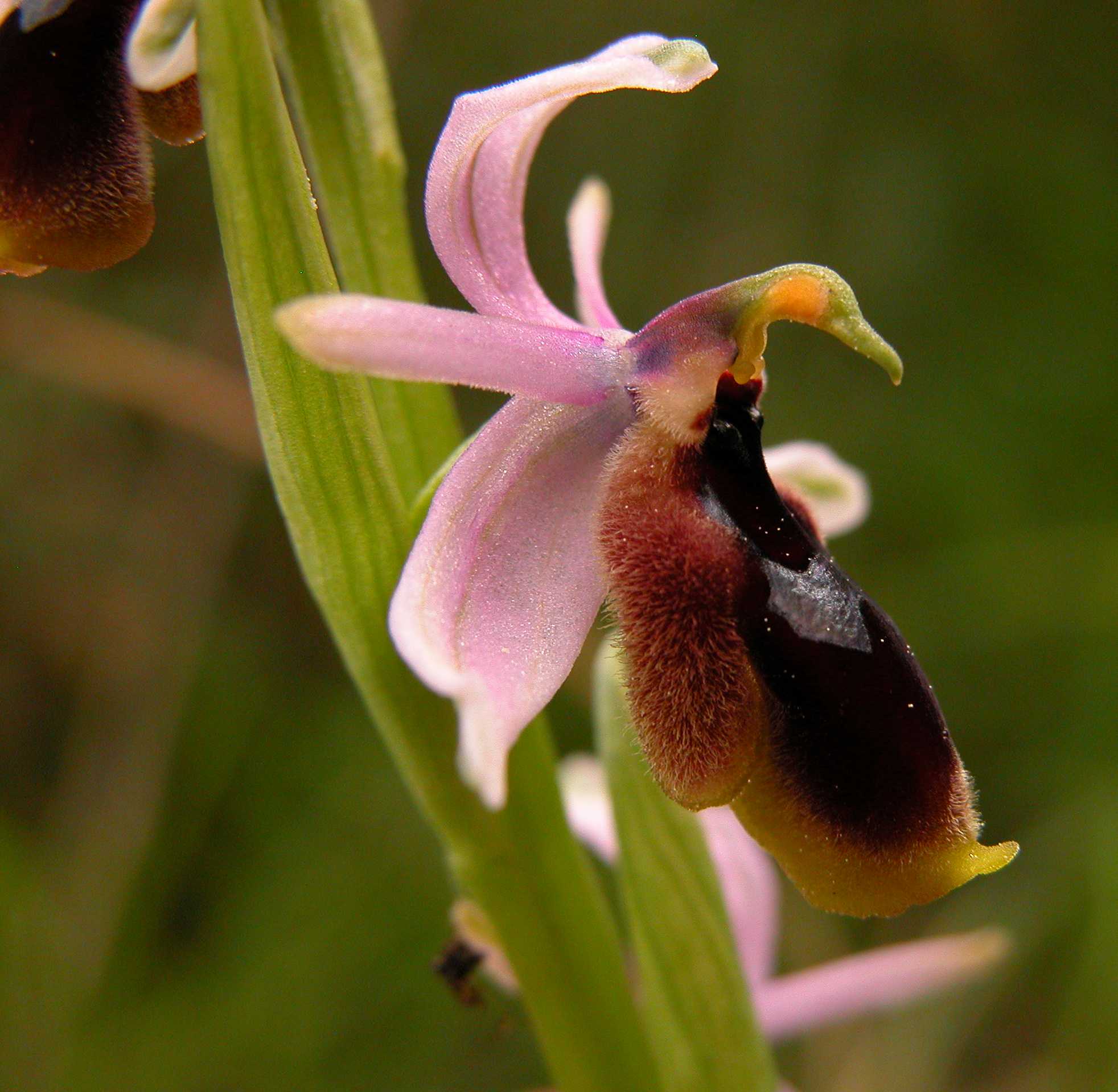 Ophrys lunulata