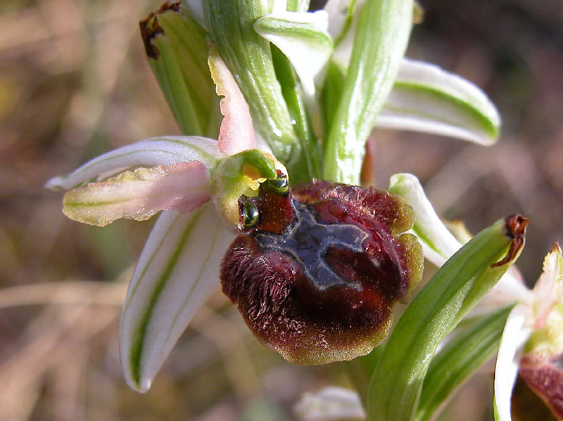 Ophrys sphegodes  e Ophrys exaltata.