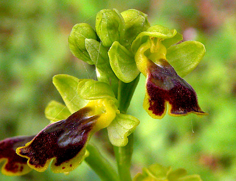 Ophrys archimedea