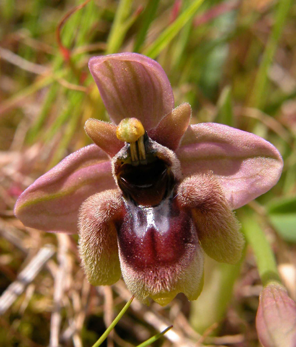 Ophrys x sommieri (O. bombyliflora x O. tenthredinifera)