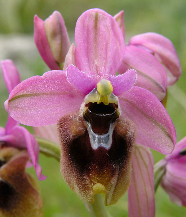 Ophrys  tenthredinifera