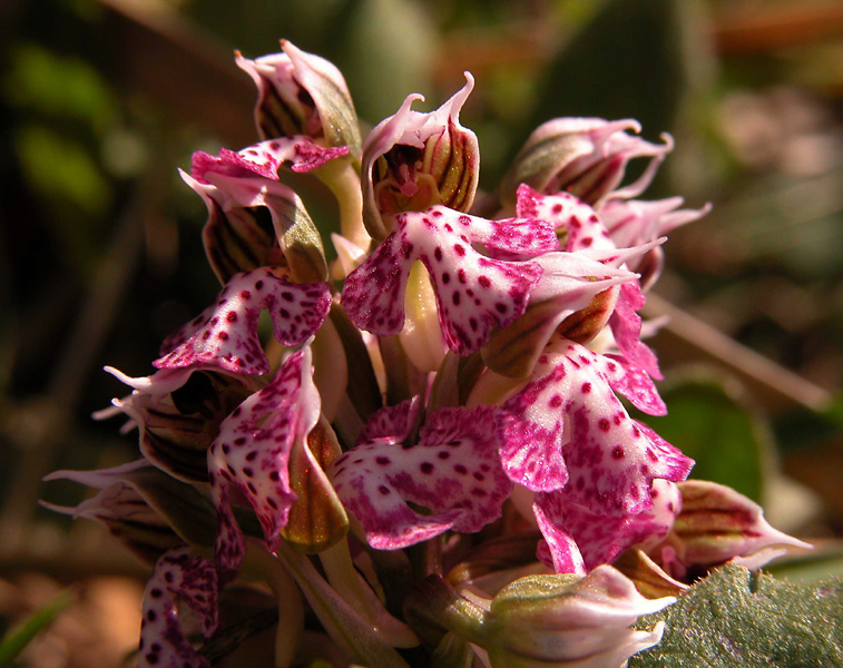 Orchis lactea... Sicilia Orientale