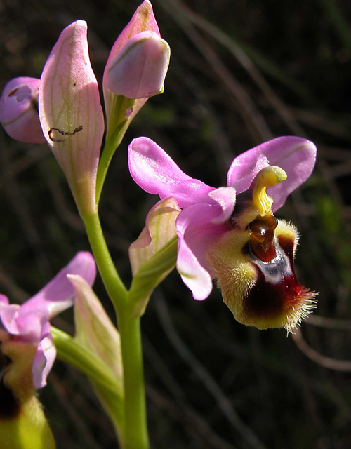 Ophrys tenthredinifera