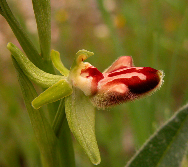 Ophrys incubacea (ipercromia di....)