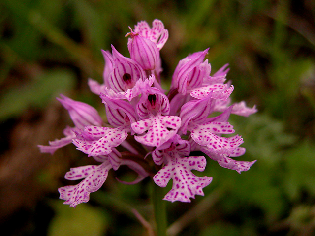 Orchis tridentata