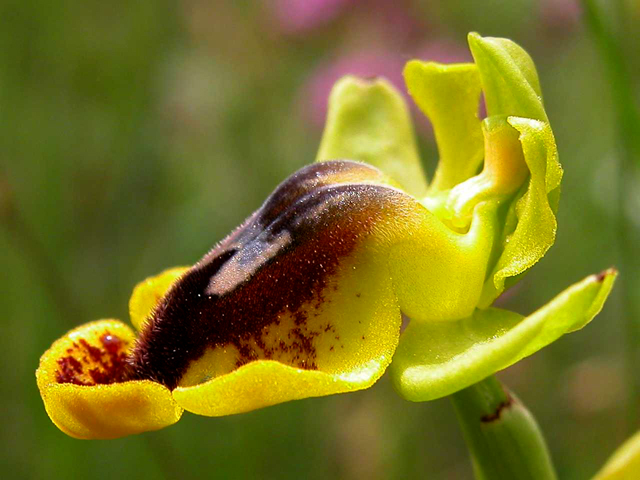 Ophrys melena...?