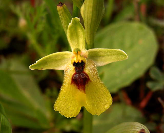 Ophrys lacaitae