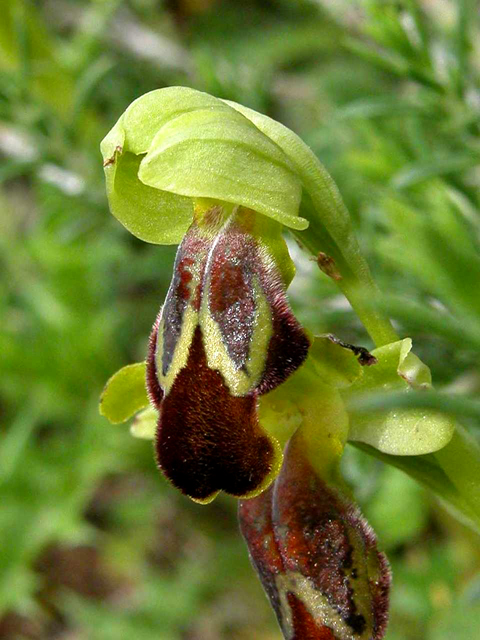 Ophrys calocaerina