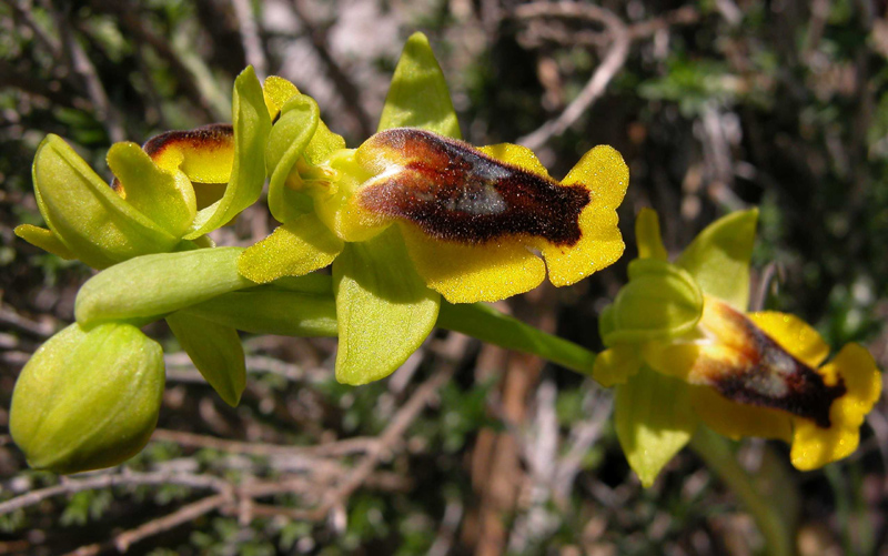 Ophrys lutea?