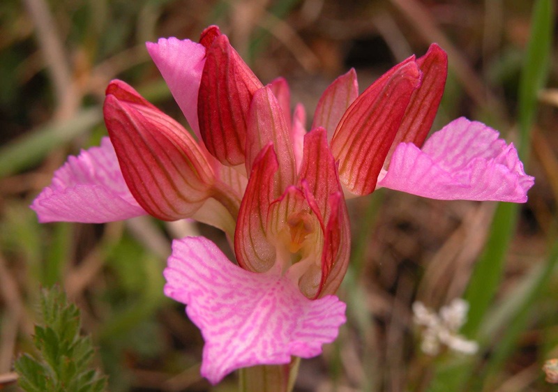 Orchis papilionacea