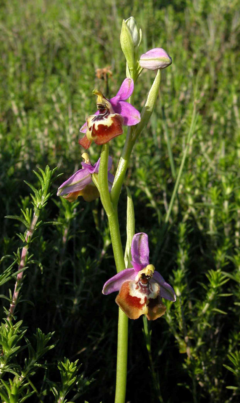 Ophrys calliantha - Sicilia - Pantalica