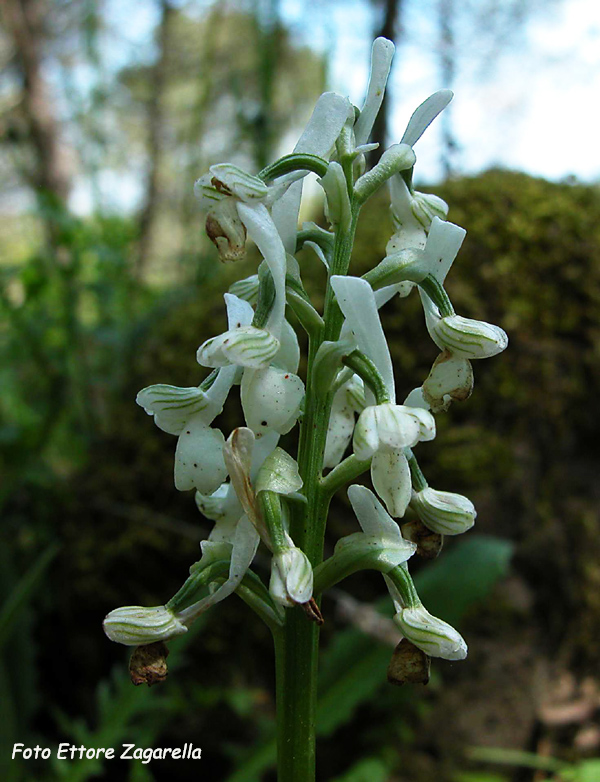 SICILIA - Monte Lauro - O. longicornu albina.