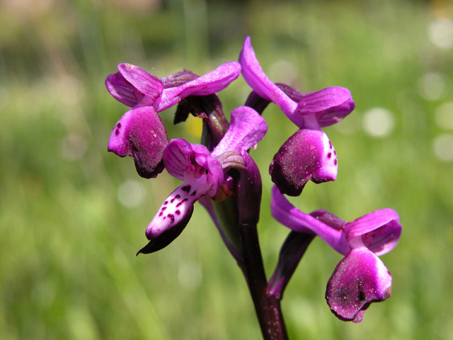 SICILIA - Monte Lauro - O. longicornu albina.