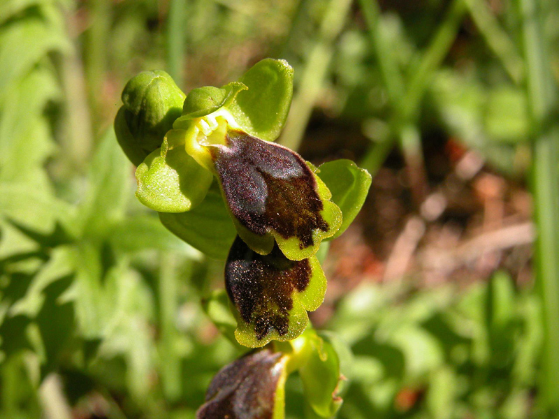 SICILIA -Subfusca da identificare