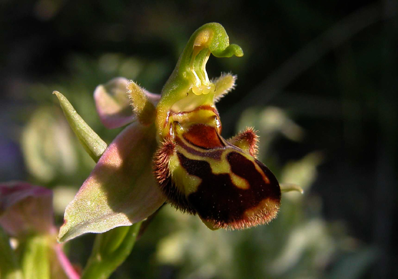 Ophrys apifera.... mattutina