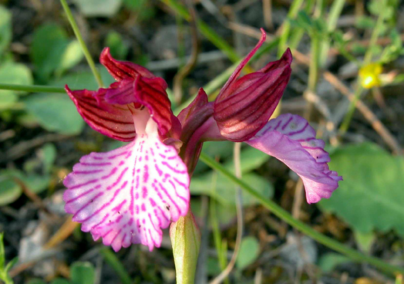 SICILIA - Iblei - Ultime 2009