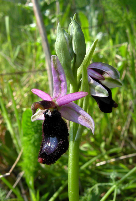 Iblei - diario fioriture fine Aprile