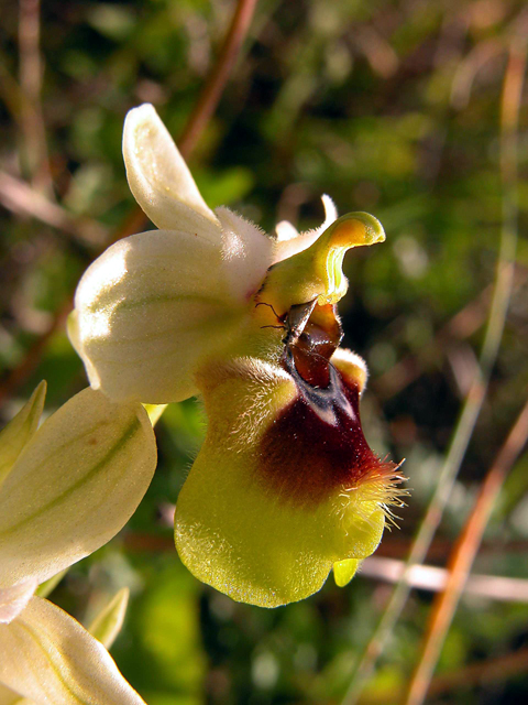 Ophrys, Orchis ...