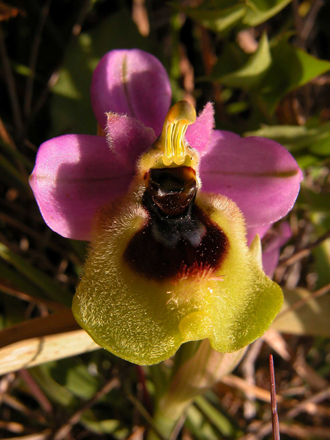 Ophrys, Orchis ...