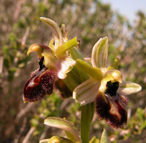 Ophrys, Orchis ...