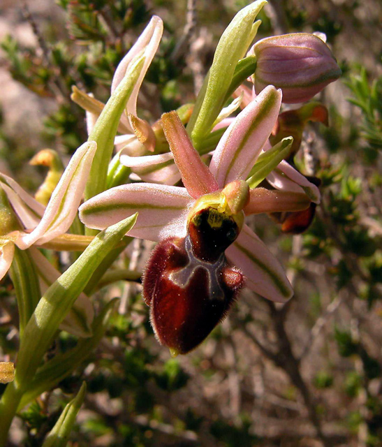 Ophrys, Orchis ...