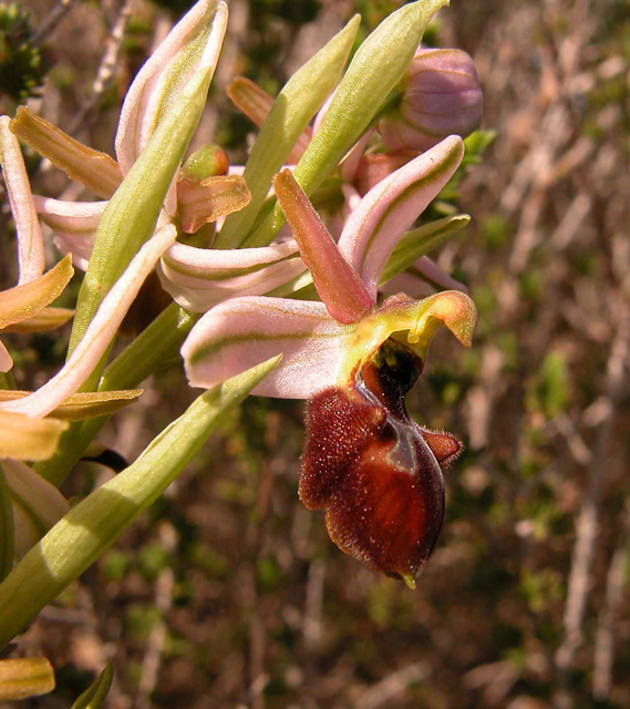 Ophrys, Orchis ...