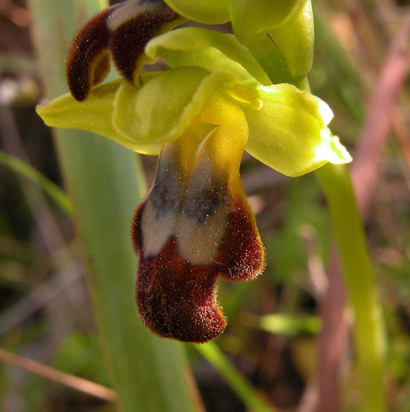 Ophrys, Orchis ...