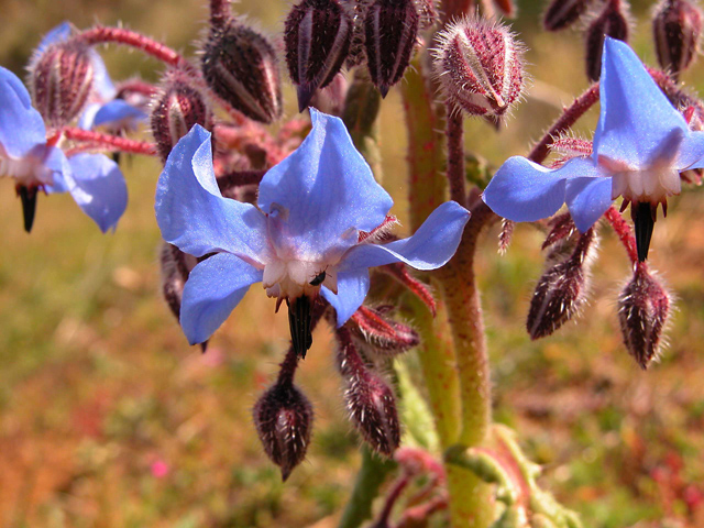 Ophrys, Orchis ...