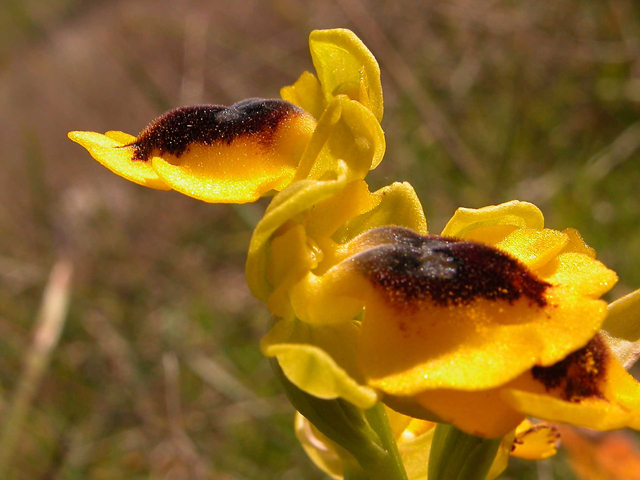 Ophrys, Orchis ...