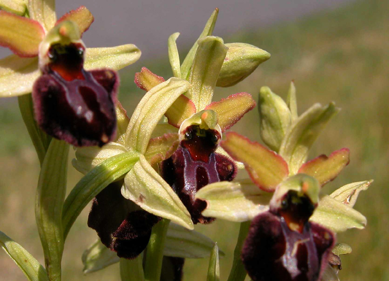 Ophrys garganica, O. sphegodes... ed altro