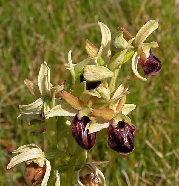 Ophrys garganica, O. sphegodes... ed altro